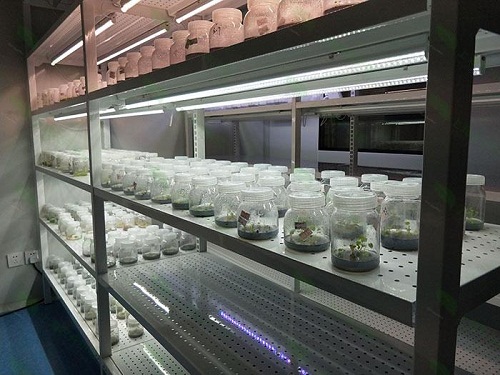 环县植物组织培养实验室设计建设方案